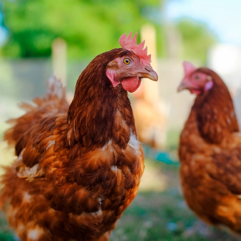 Effects of AviNectar in Poultry