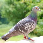 Effects of AviNectar in Racing Pigeons