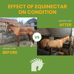 EquiNectar - Before & After - Benefits and Photos